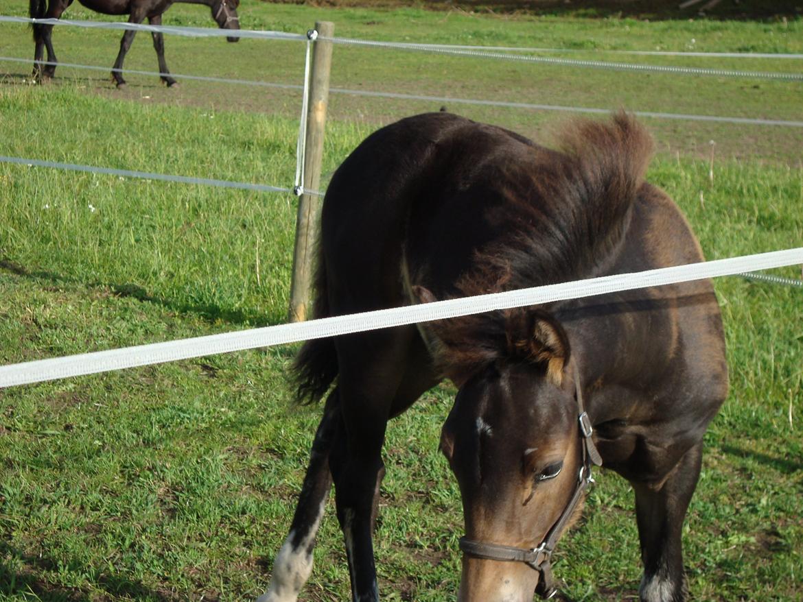 Pinto Pilegårdens Fullmoon (Tidligere hest) billede 14