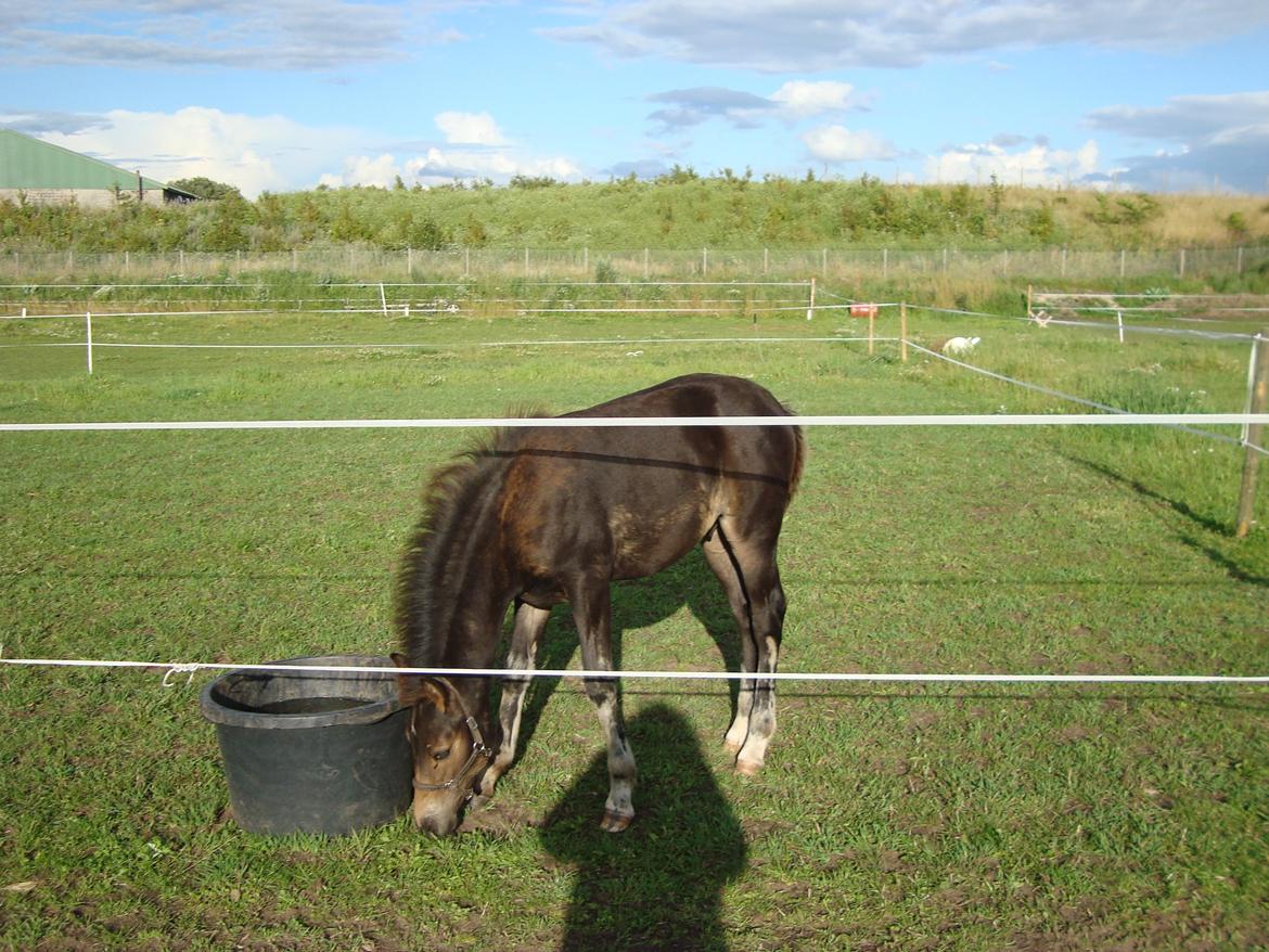 Pinto Pilegårdens Fullmoon (Tidligere hest) billede 15
