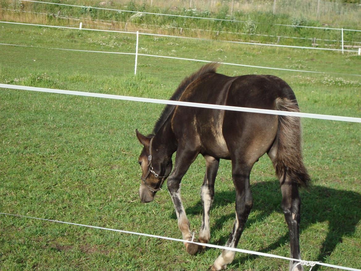 Pinto Pilegårdens Fullmoon (Tidligere hest) billede 16