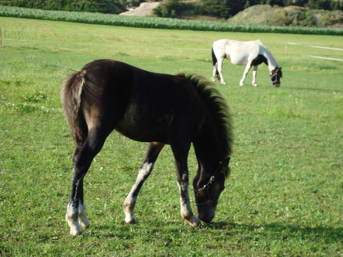 Pinto Pilegårdens Fullmoon (Tidligere hest) - Selvom man ikke blev broget kan man godt være røvlækker. billede 1