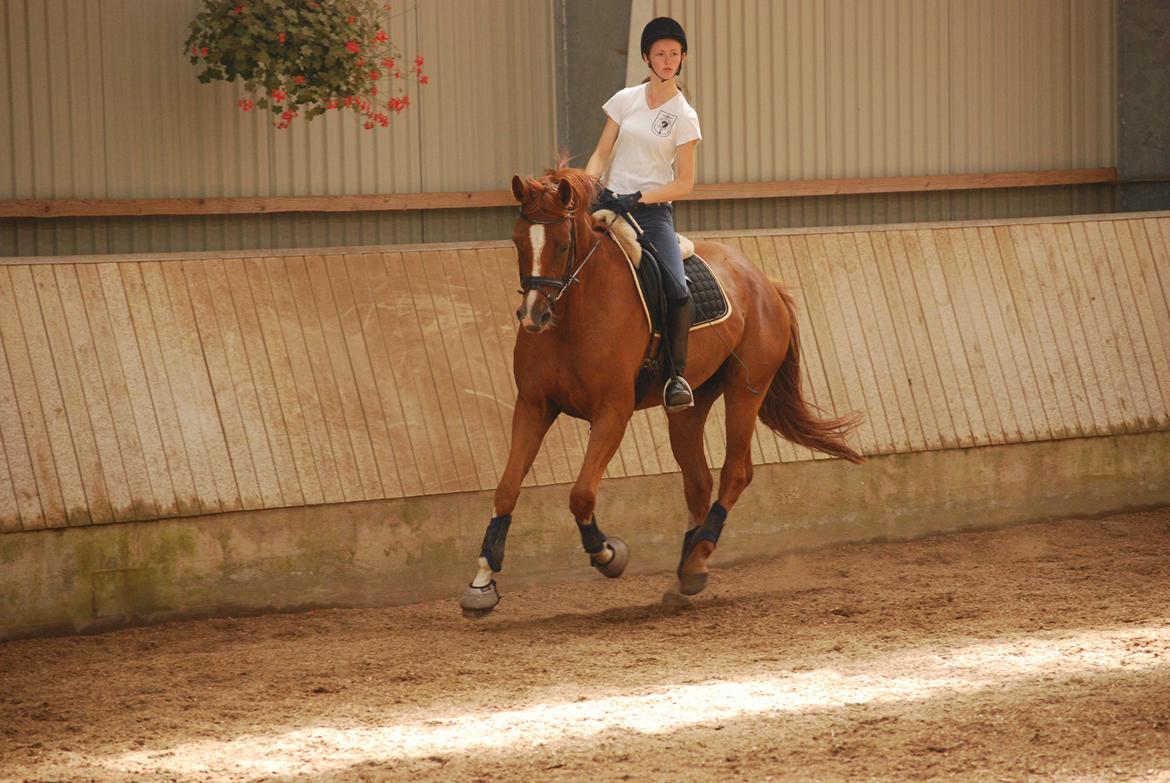 Dansk Varmblod Windy - 31/7-2012 billede 17