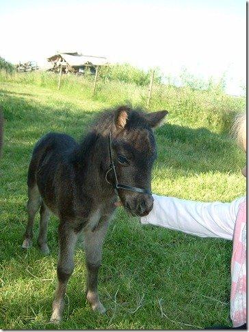 Shetlænder **Sonny** - Det her er Sonny som føl<33 billede 4