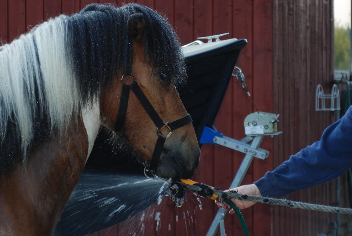 Islænder Tígull fra Langsted - SOLGT - Får et af sine første bad, og er delvist fornøjet ;) billede 15