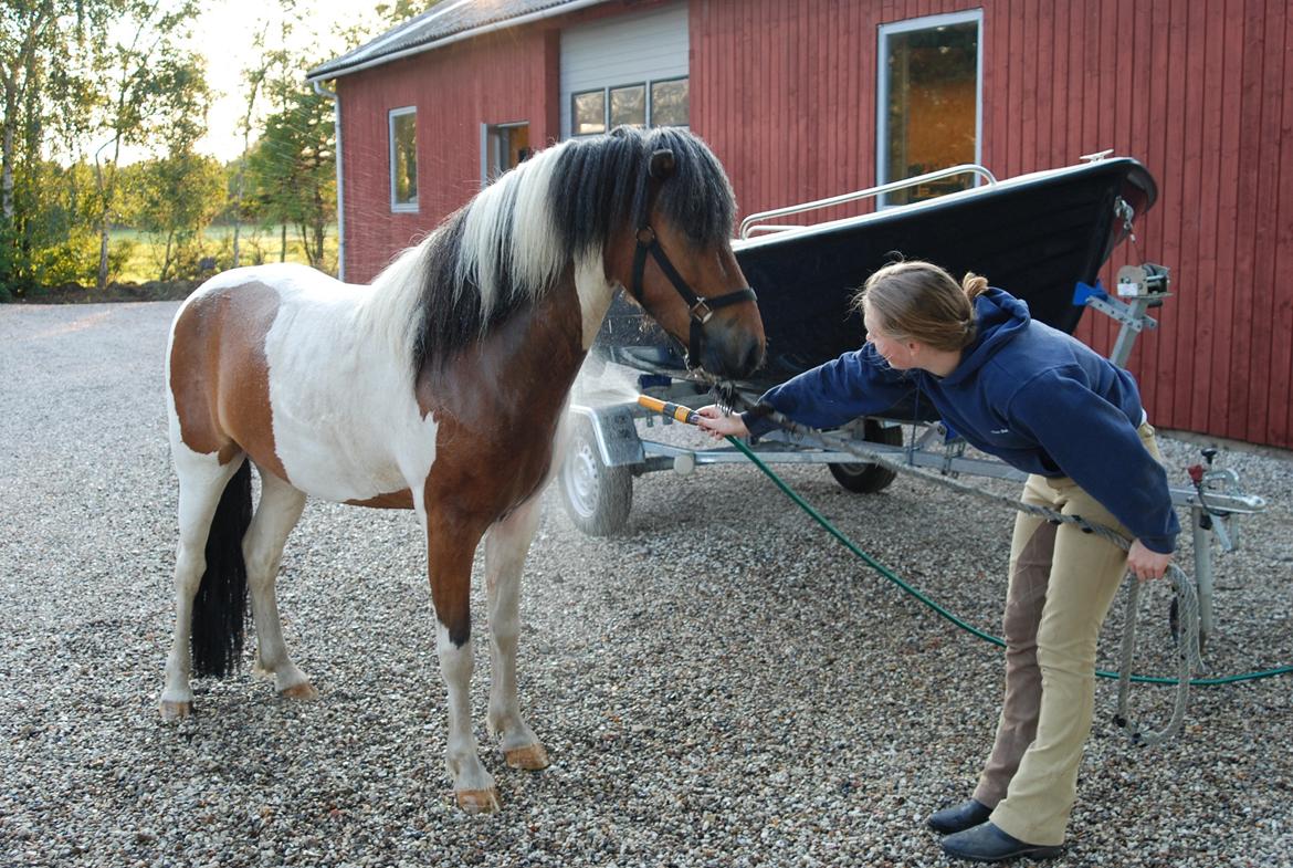 Islænder Tígull fra Langsted - SOLGT - Bliver ren! billede 16