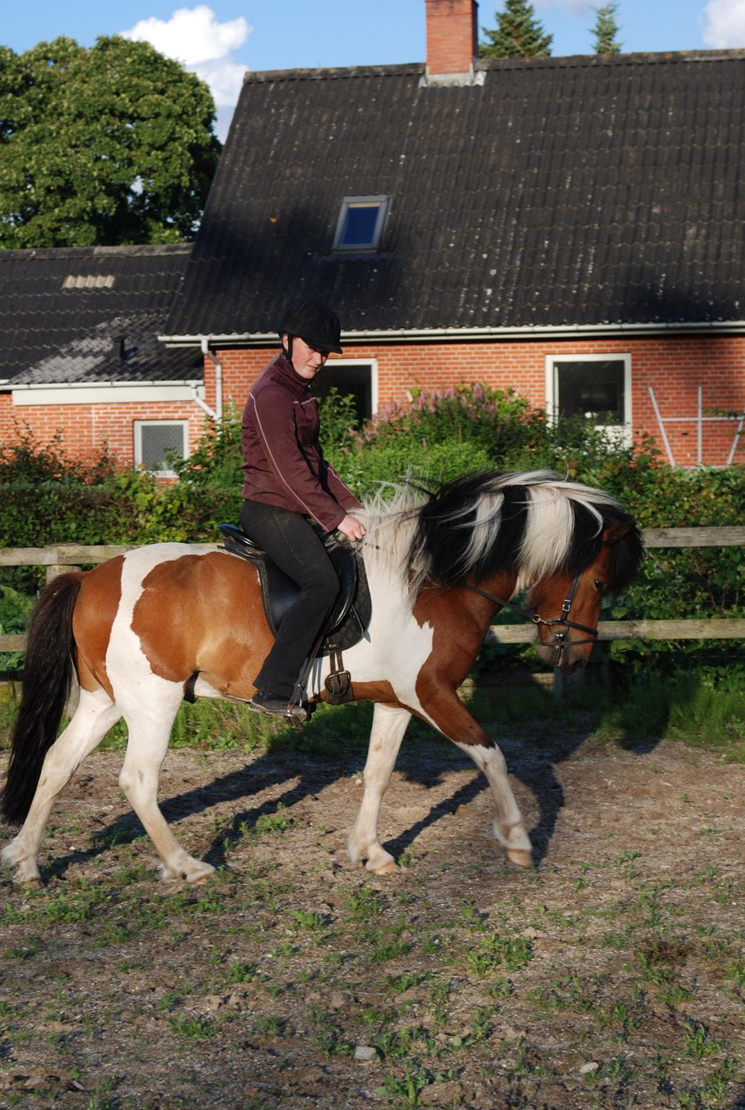 Islænder Tígull fra Langsted - SOLGT - Arbejde i skridt billede 17