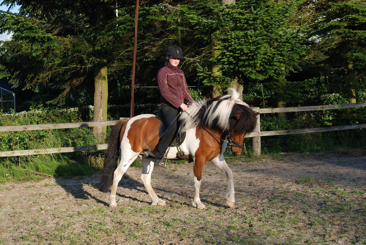 Islænder Tígull fra Langsted - SOLGT - Arbejde i skridt billede 18