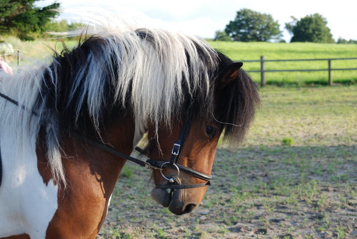 Islænder Tígull fra Langsted - SOLGT - Under lod, ich weiss. Sådan går han (heldigvis) ikke med rytter. billede 19