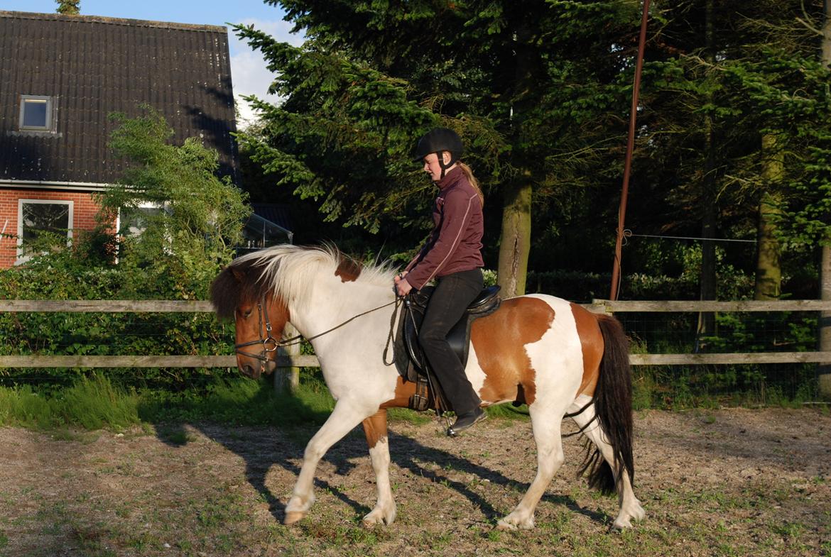 Islænder Tígull fra Langsted - SOLGT - Arbejde i skridt.  billede 20