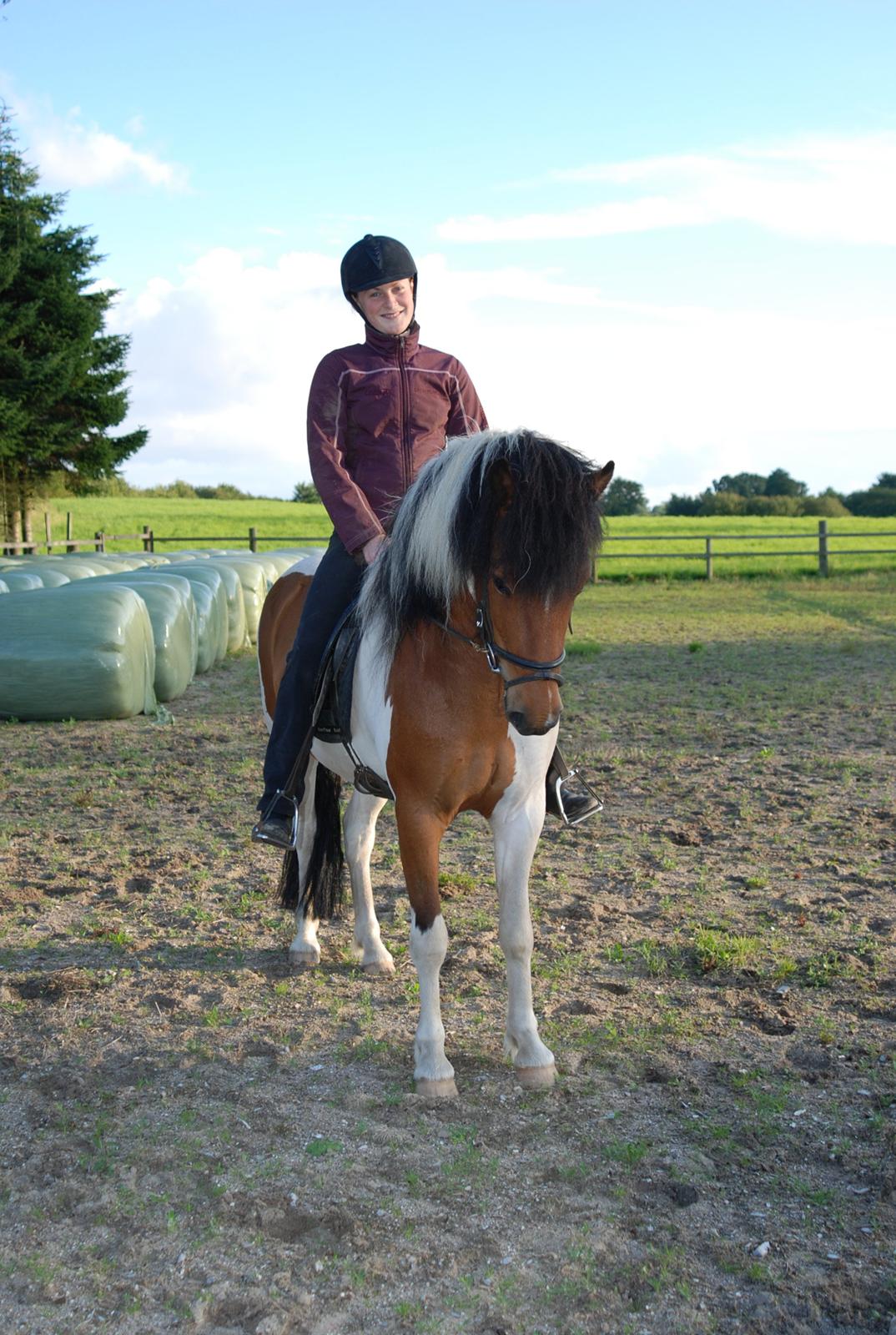 Islænder Tígull fra Langsted - SOLGT - Poserer for fotografen billede 1