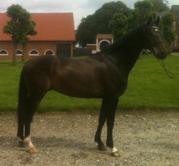 Hollandsk Varmblod Cavour - CAVOURSEN!!<3 billede 6