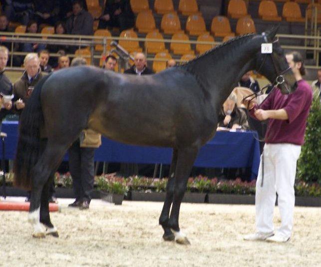 Hollandsk Varmblod Cavour - Cavour som 3 års (hæhæ) Til noget finale for dressurheste i Belgien!<3 billede 9