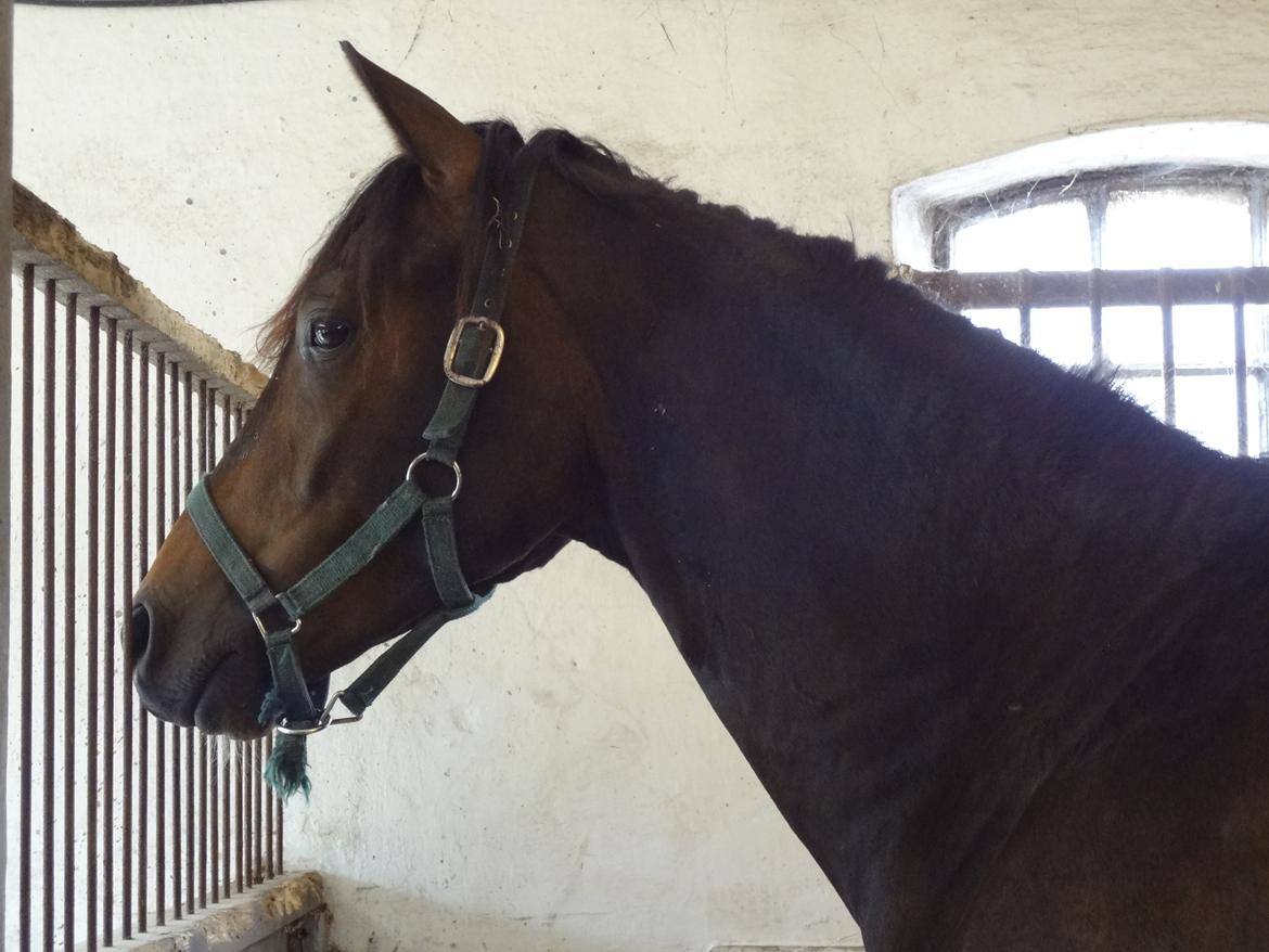 Dansk Varmblod Magic's Zalvaro billede 14