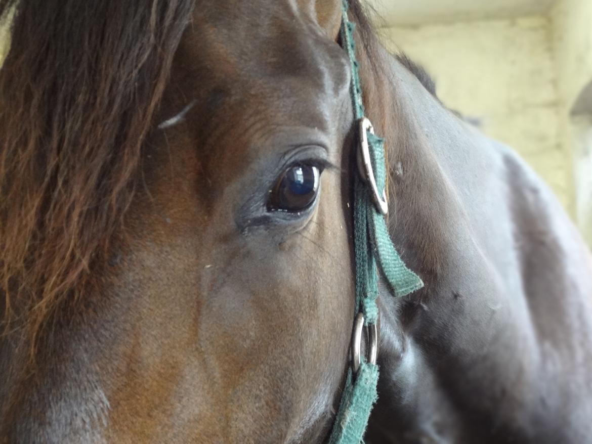 Dansk Varmblod Magic's Zalvaro billede 15