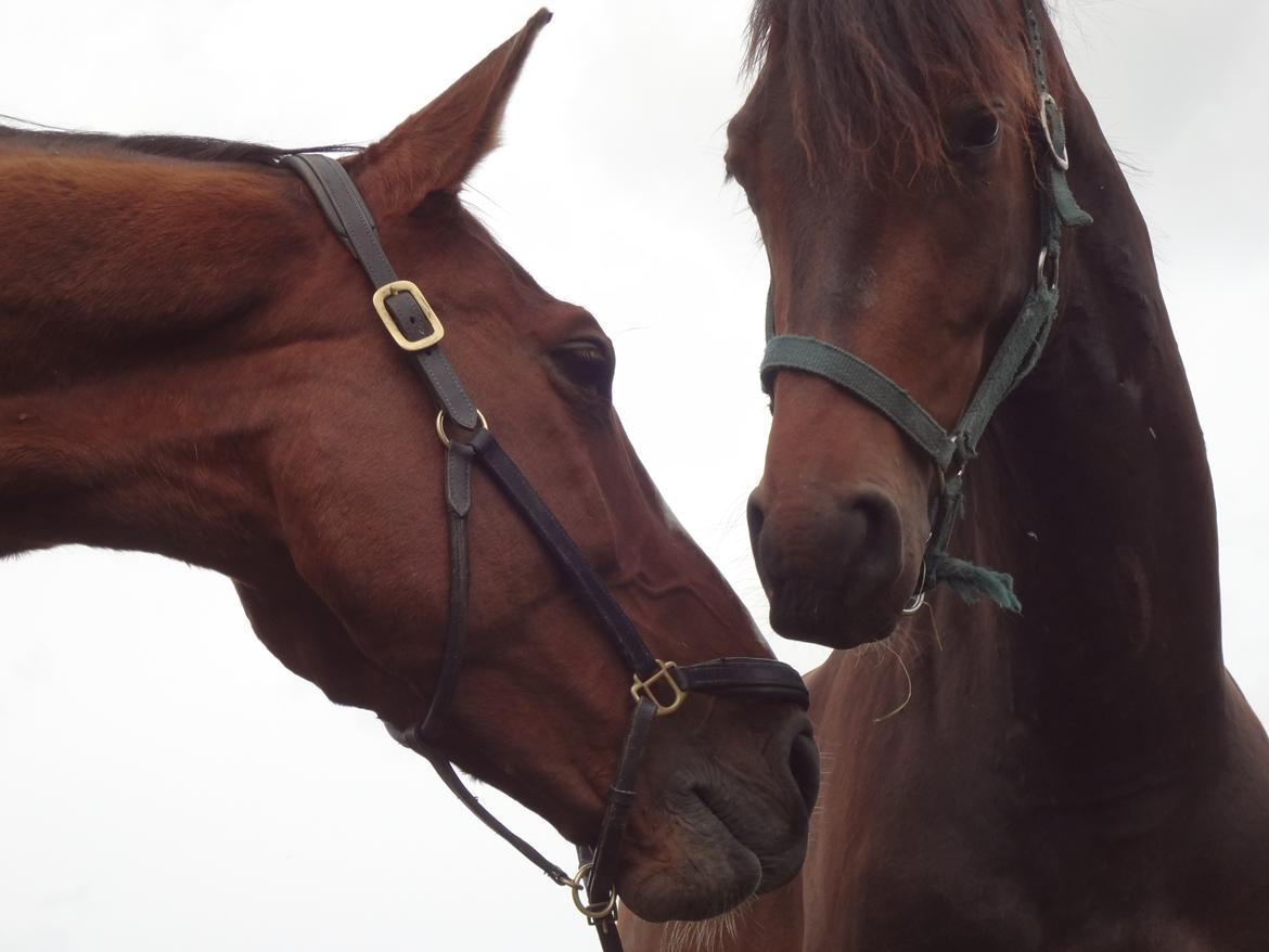 Dansk Varmblod Magic's Zalvaro billede 16