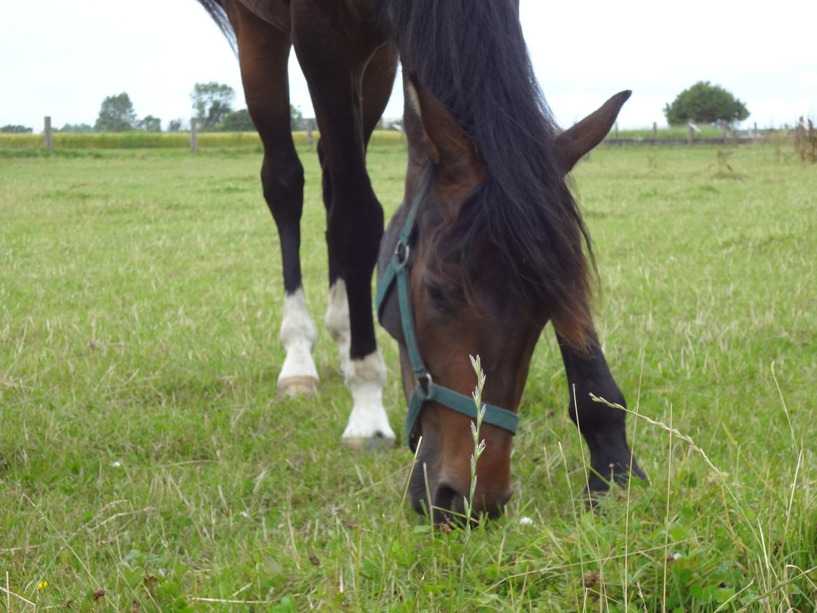 Dansk Varmblod Magic's Zalvaro billede 17