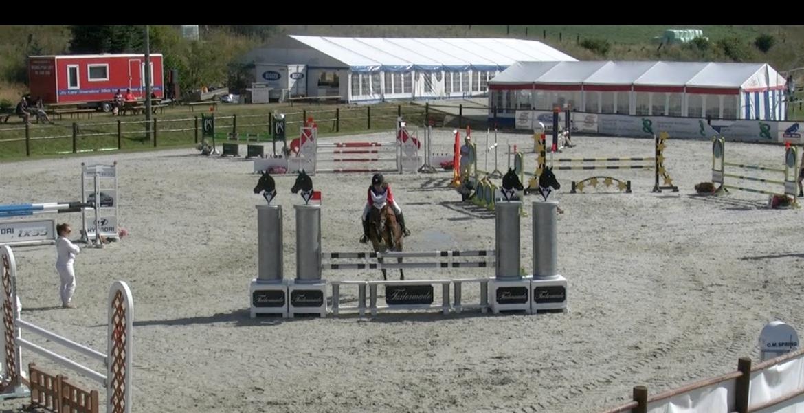 Belgisk Sportspony Calvani - Stald Melby 2012  billede 3