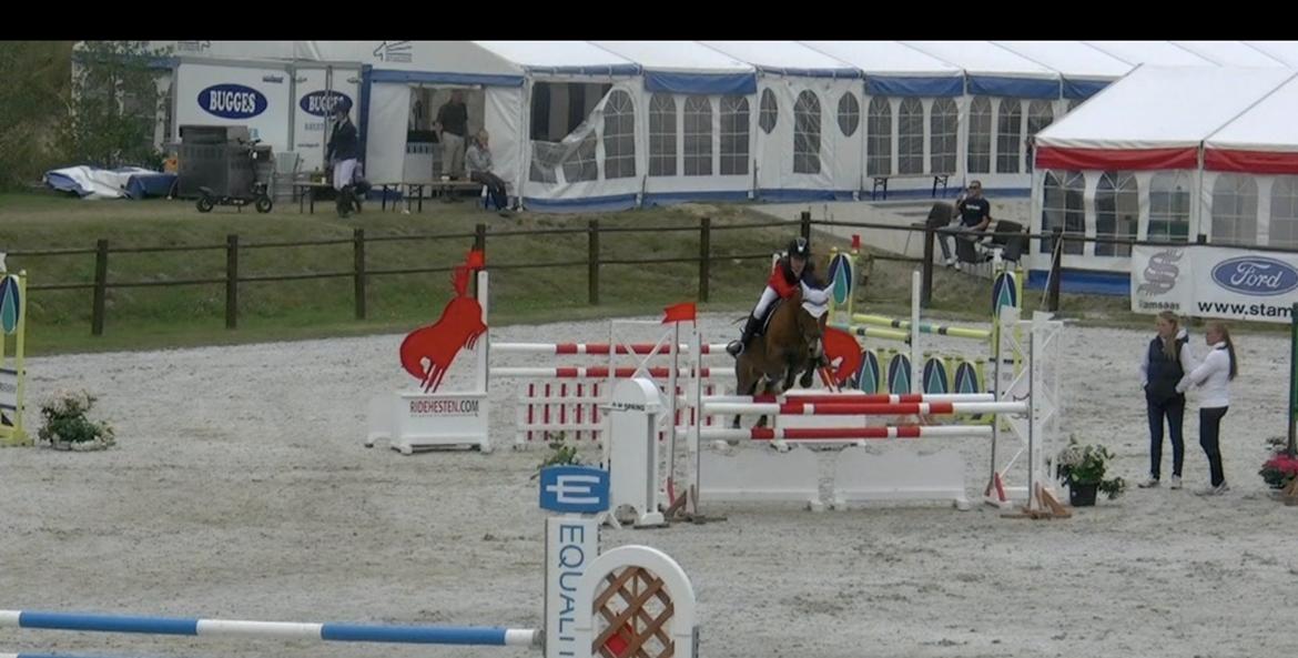 Belgisk Sportspony Calvani - Stald Melby 2012  billede 6