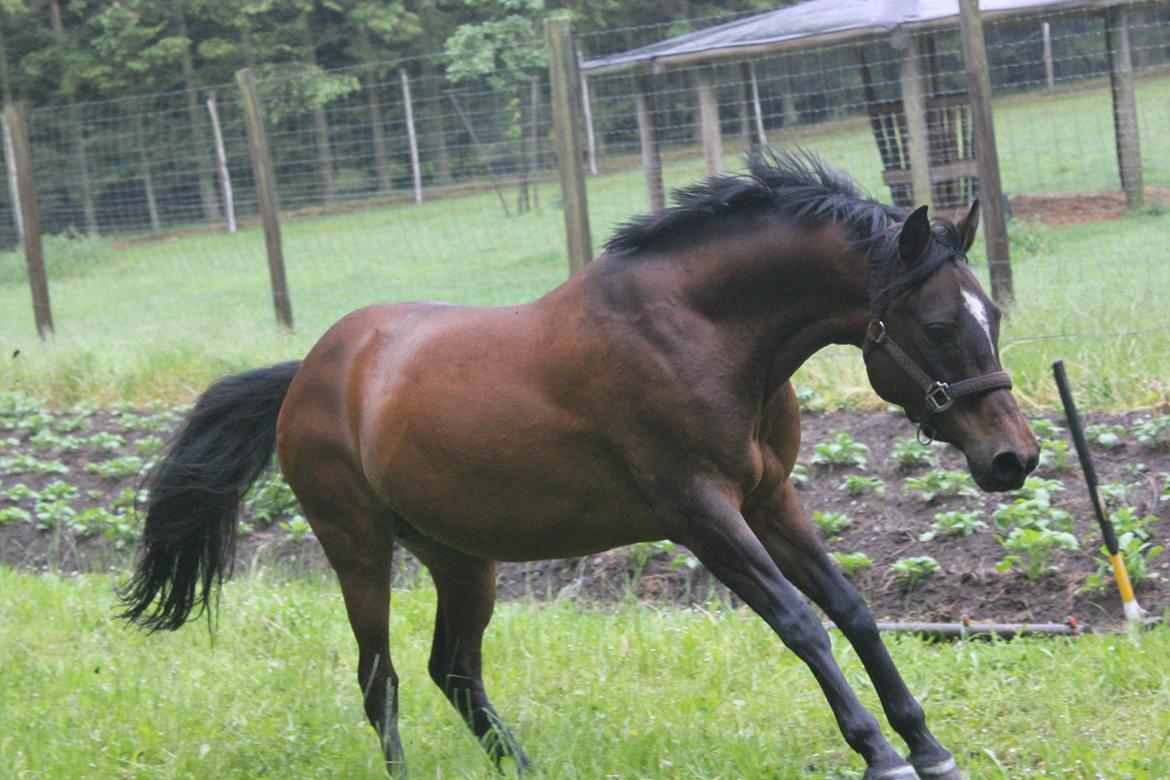 DSP Sa lee - Min dejlige vild hest. Elsker at se hende give den gas, og hygge sig :)

Foto: Tenna/mig
Juni-2012 billede 15