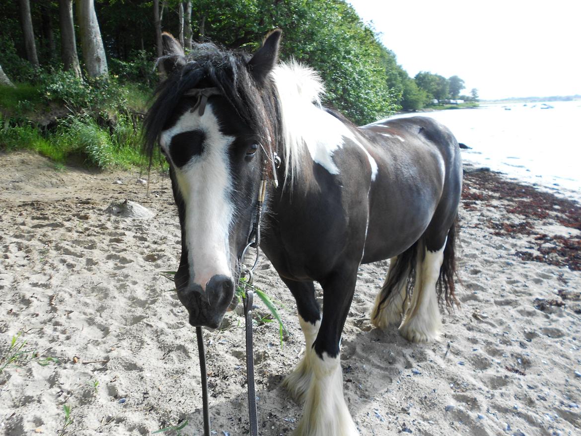 Irish Cob Plet (Hotspot<3) - Smukke Plet :)<3 billede 1