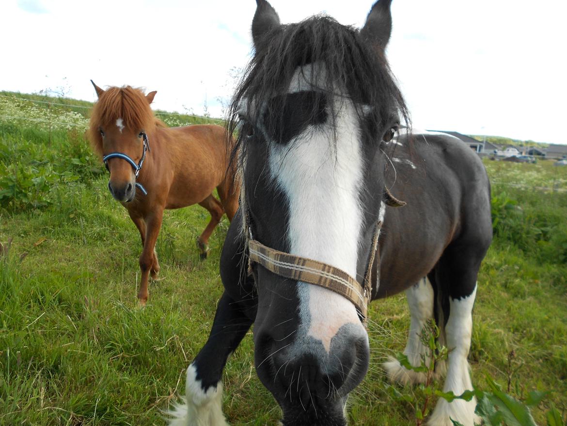 Irish Cob Plet (Hotspot<3) - Søjde Plet :)<3 billede 3