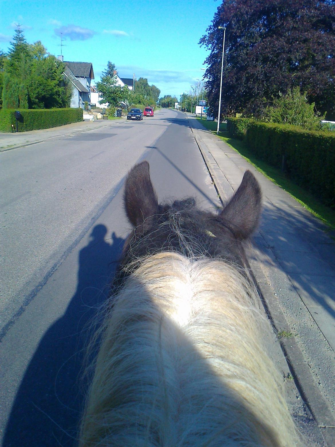 Irish Cob Plet (Hotspot<3) - På vej op til marken :)<3 billede 4