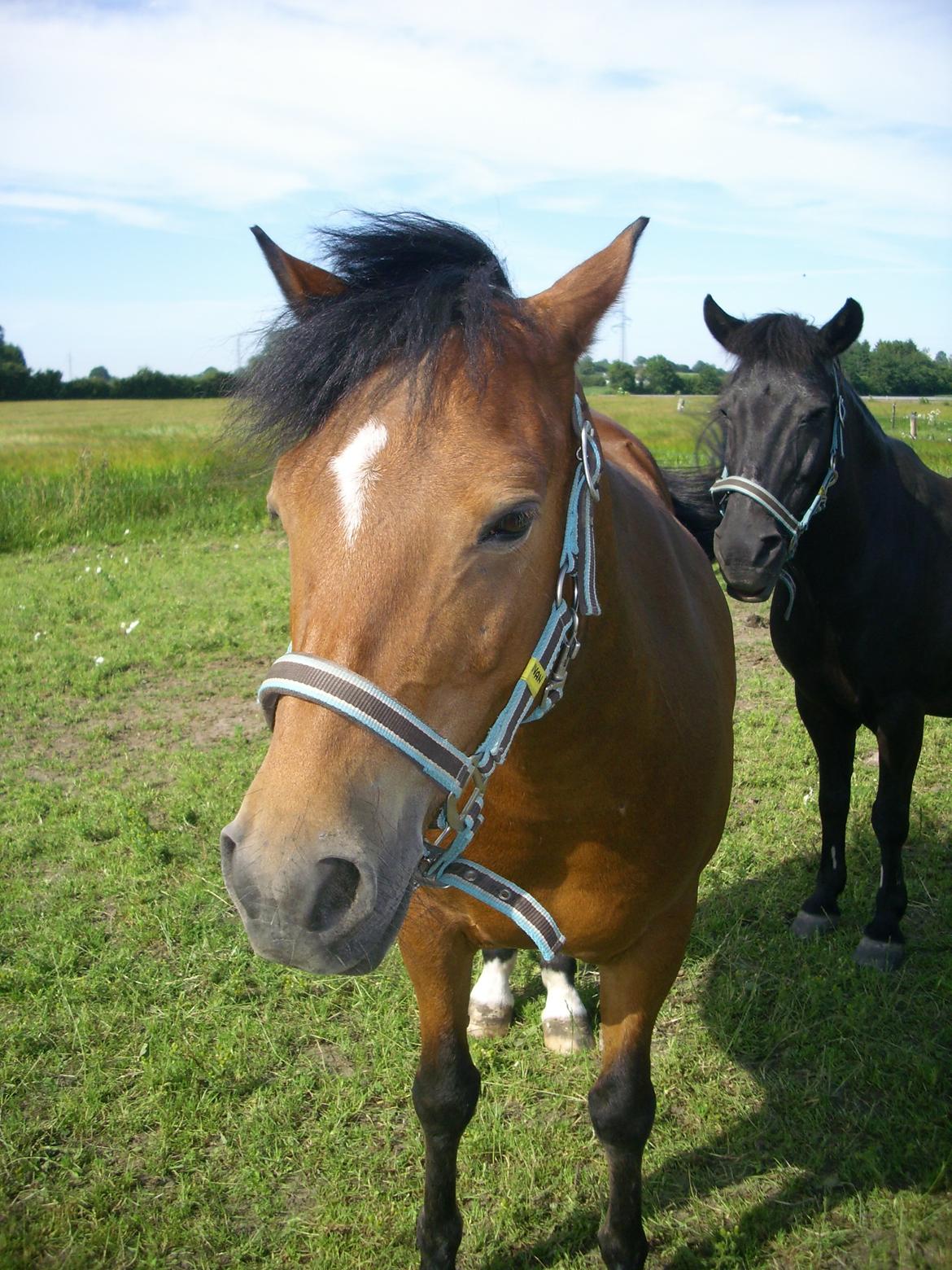 Anden særlig race Ivan (Charmetrolden) :D - Træt? Måske lidt efter en god spingtime :D billede 9