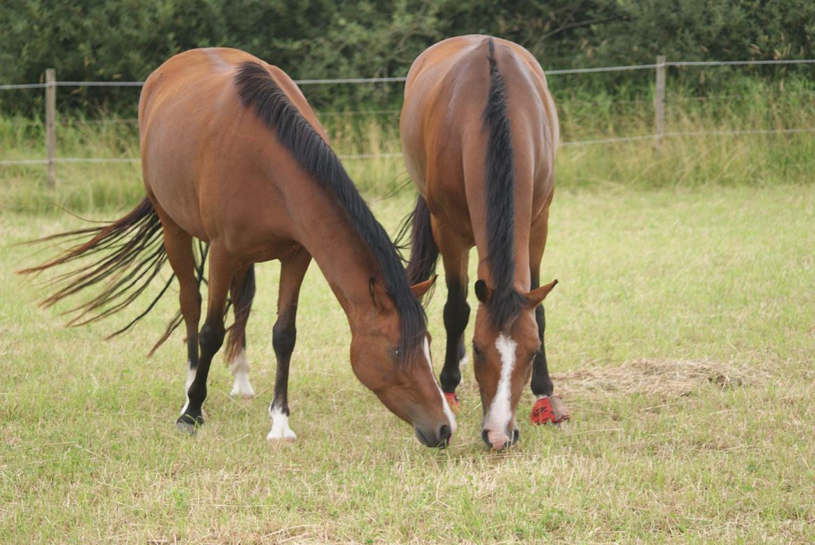 New Forest Stabygårds Casper - Casper på folden sammen sin bedst veninde Ronja! billede 23