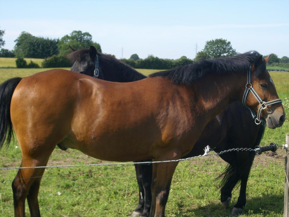 Anden særlig race Ivan (Charmetrolden) :D - Kønne!!!
Måske lidt fed? billede 10