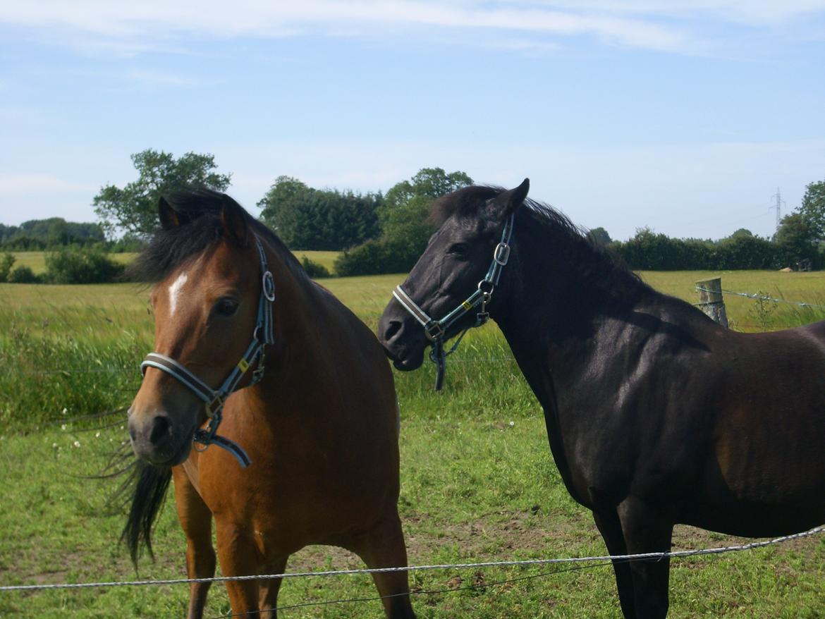 Anden særlig race Ivan (Charmetrolden) :D - GÅ VÆK SORTE!! billede 11