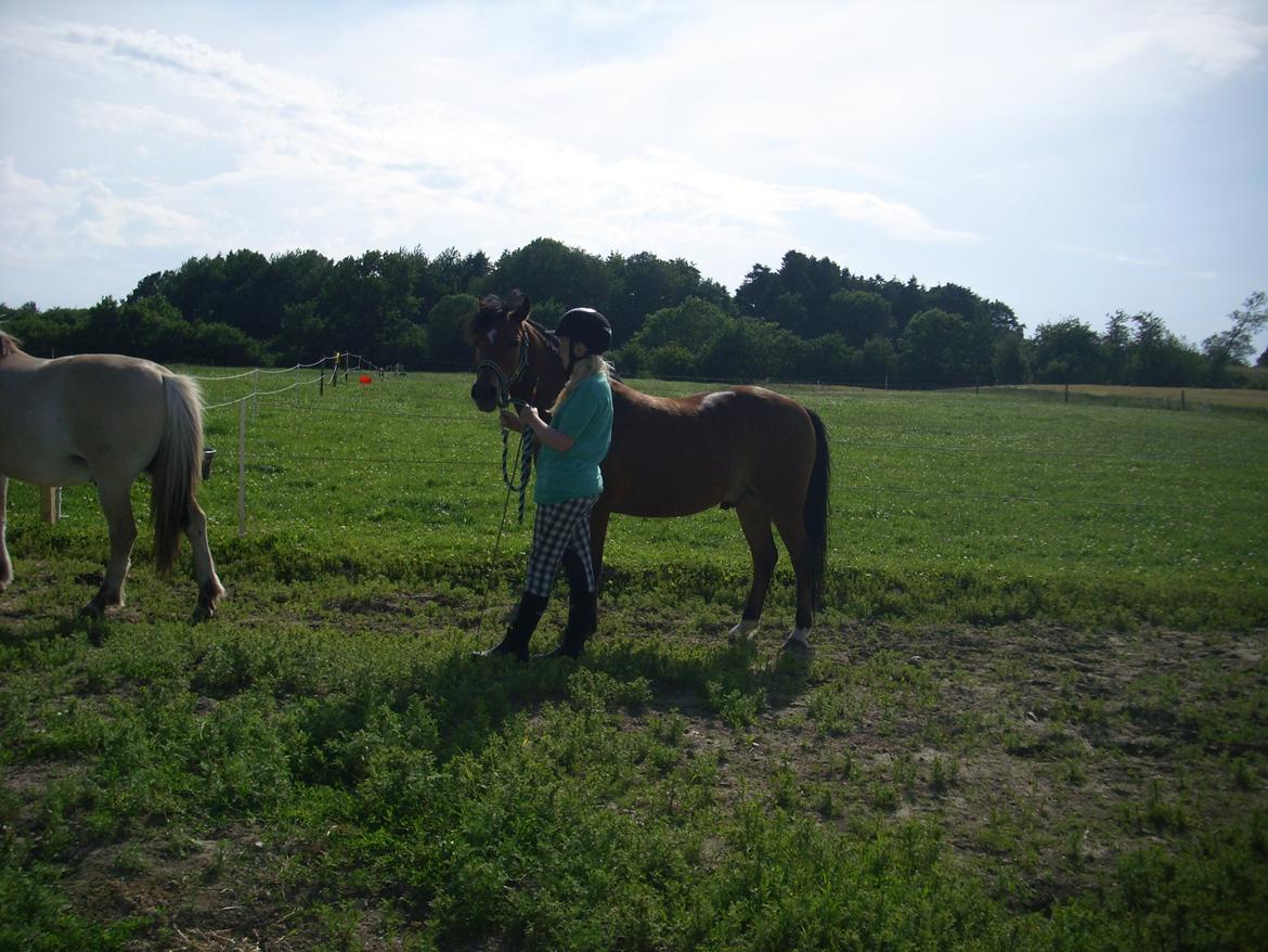 Anden særlig race Ivan (Charmetrolden) :D billede 12