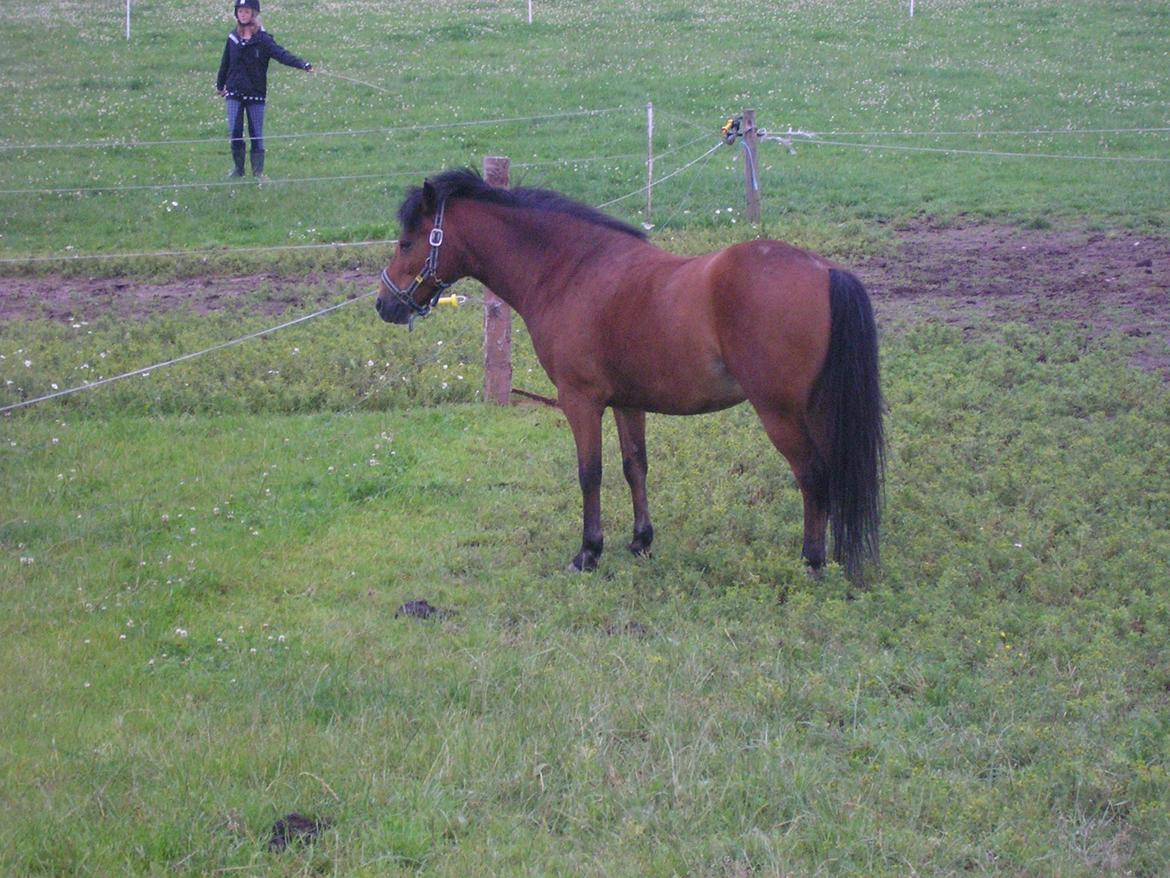 Anden særlig race Ivan (Charmetrolden) :D billede 14