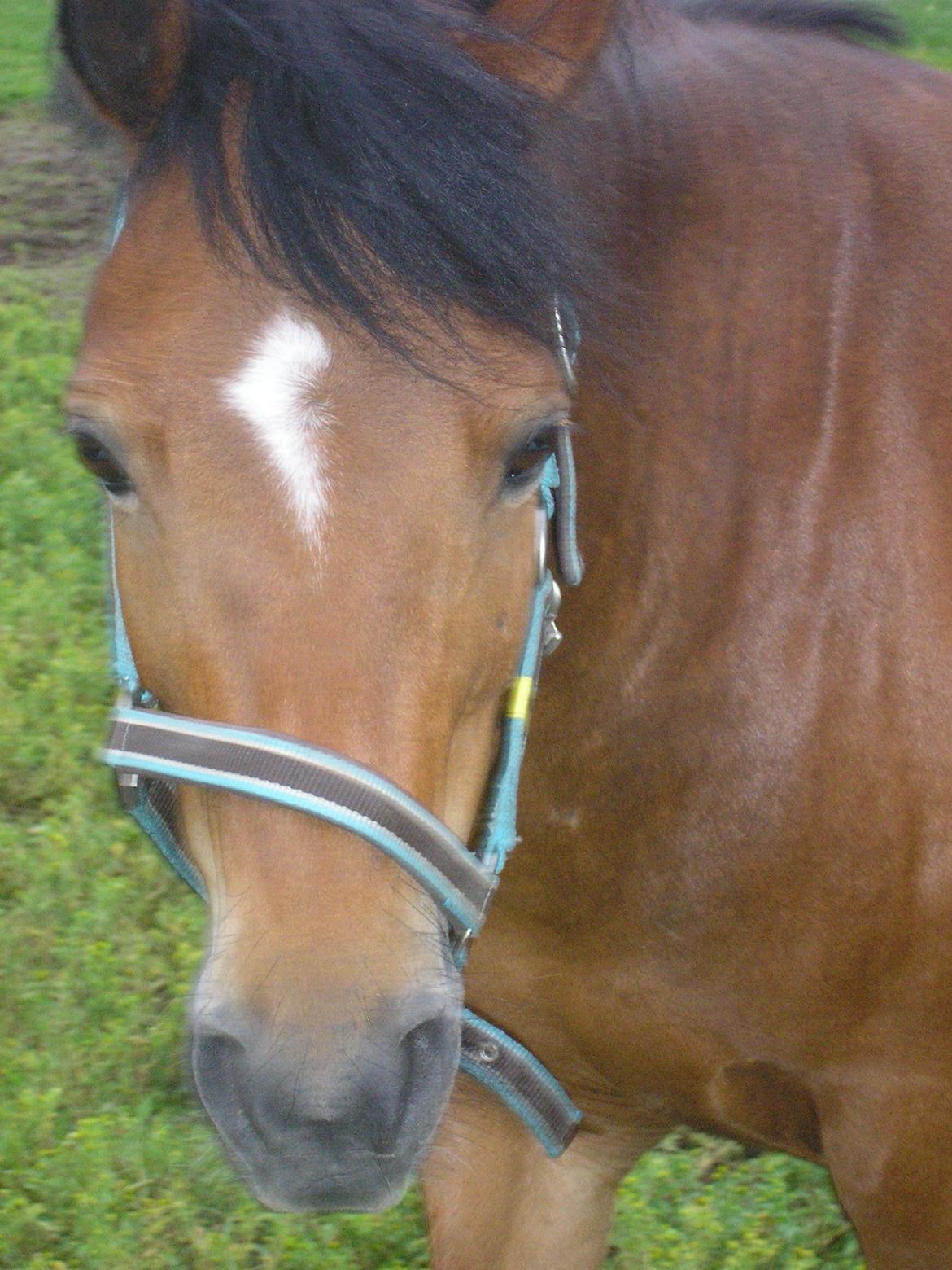 Anden særlig race Ivan (Charmetrolden) :D - Aften!!! billede 15