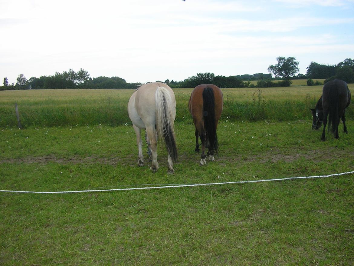 Anden særlig race Ivan (Charmetrolden) :D billede 16
