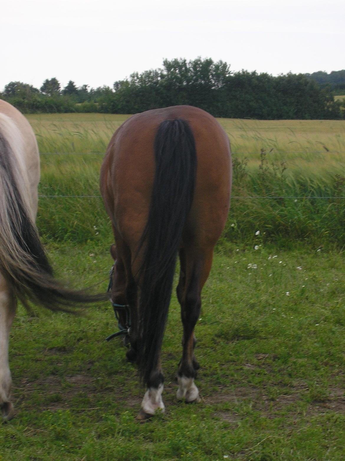 Anden særlig race Ivan (Charmetrolden) :D - RUMPET!!  billede 17