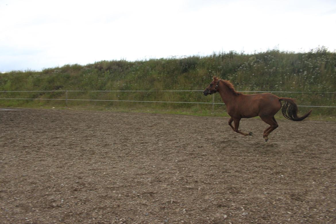 DSP Floridor billede 12