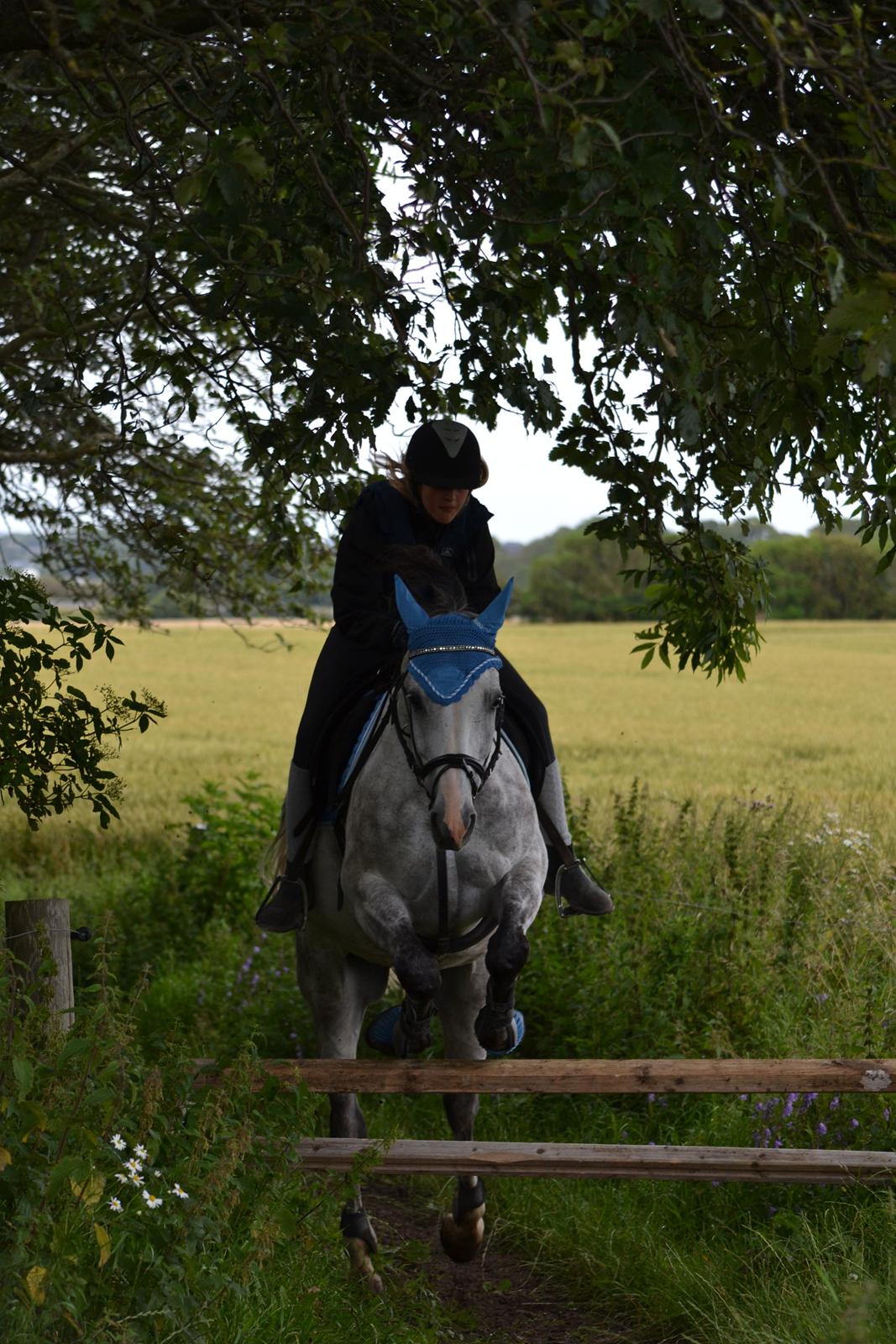 Anglo Araber (AA) Rodeo billede 12