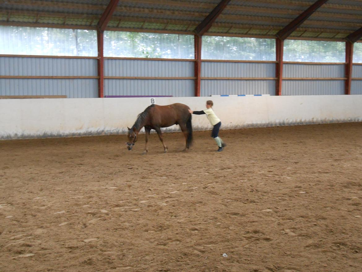 New Forest Choni - kom så choni nu skal vi lege <3 billede 3