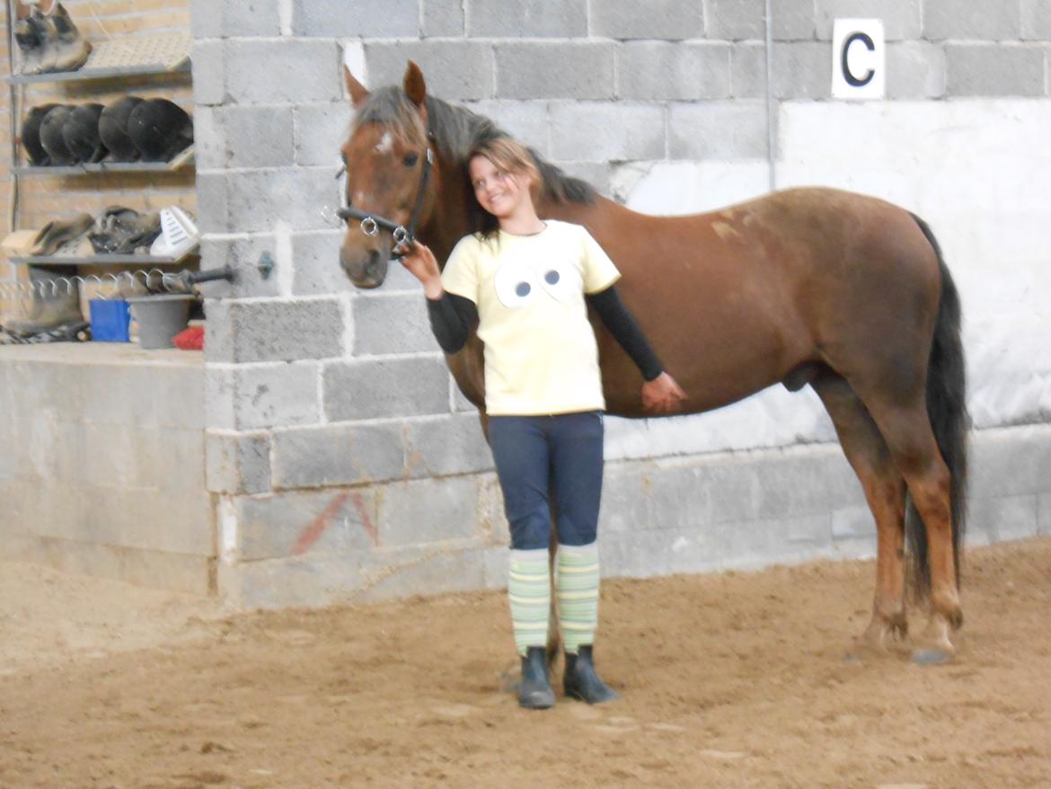 New Forest Choni billede 4