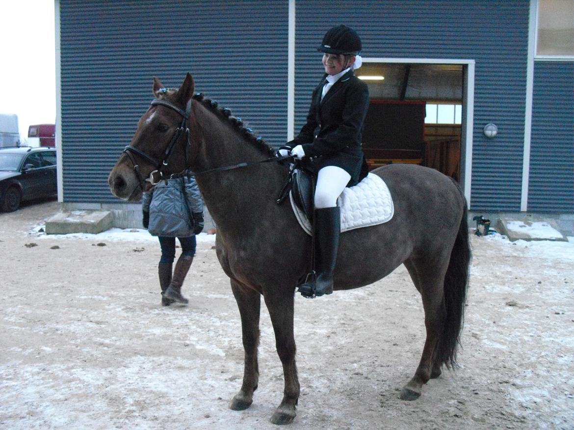 New Forest Choni - her er vi på hvej in til vores første klup stævne  billede 5