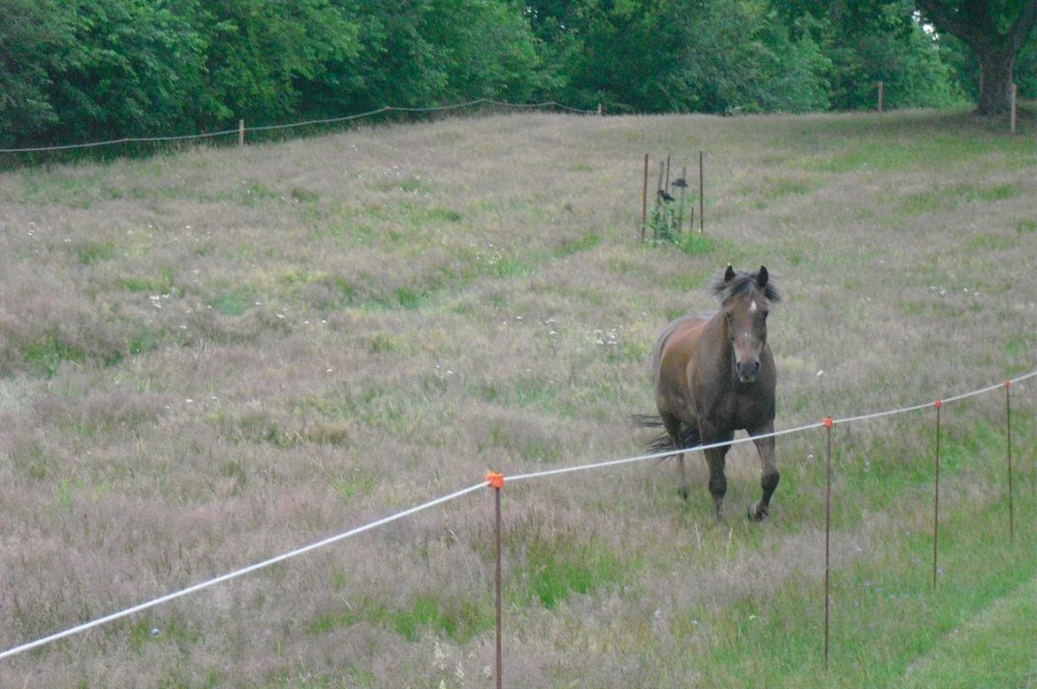 New Forest Choni - HORTIG SOM VINDEN <3 billede 6