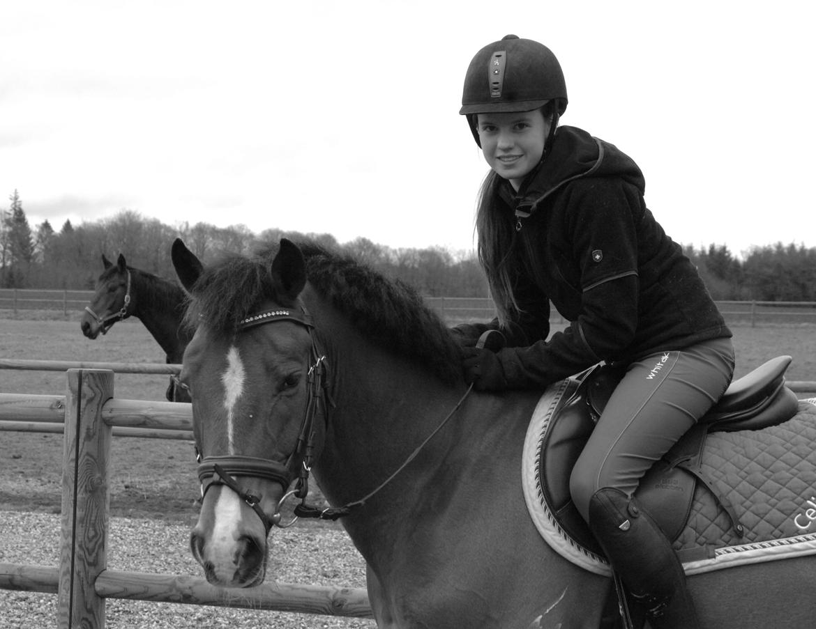 Belgisk Sportspony Calvani billede 18