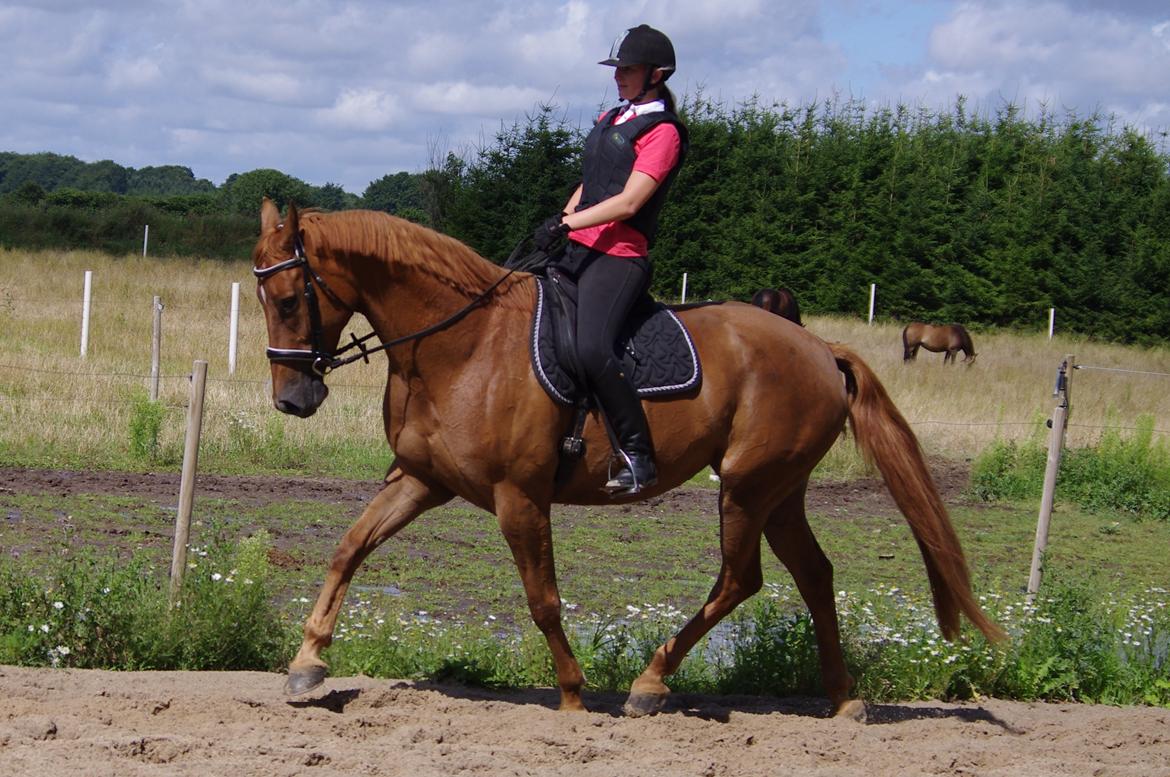 Dansk Varmblod Diana - dygtige pige :)  billede 9