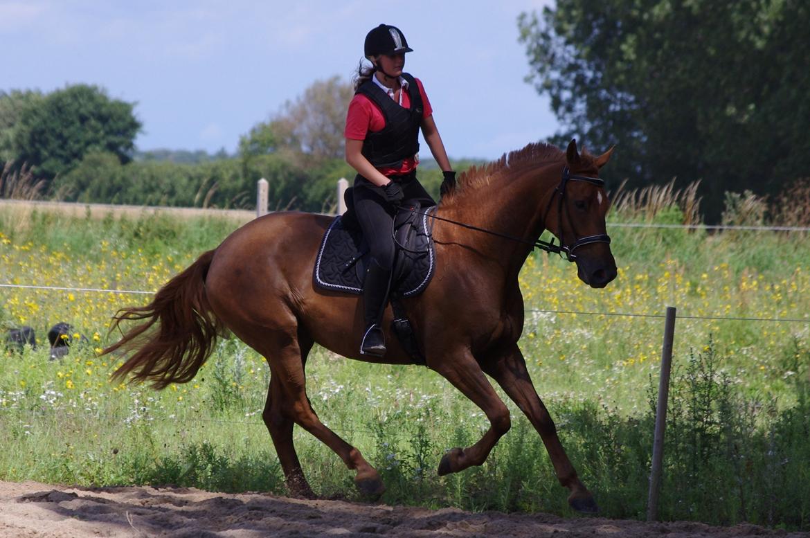 Dansk Varmblod Diana - anden gang jeg rider hende :)  billede 10