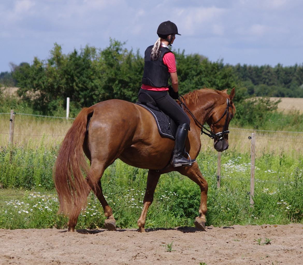 Dansk Varmblod Diana billede 11