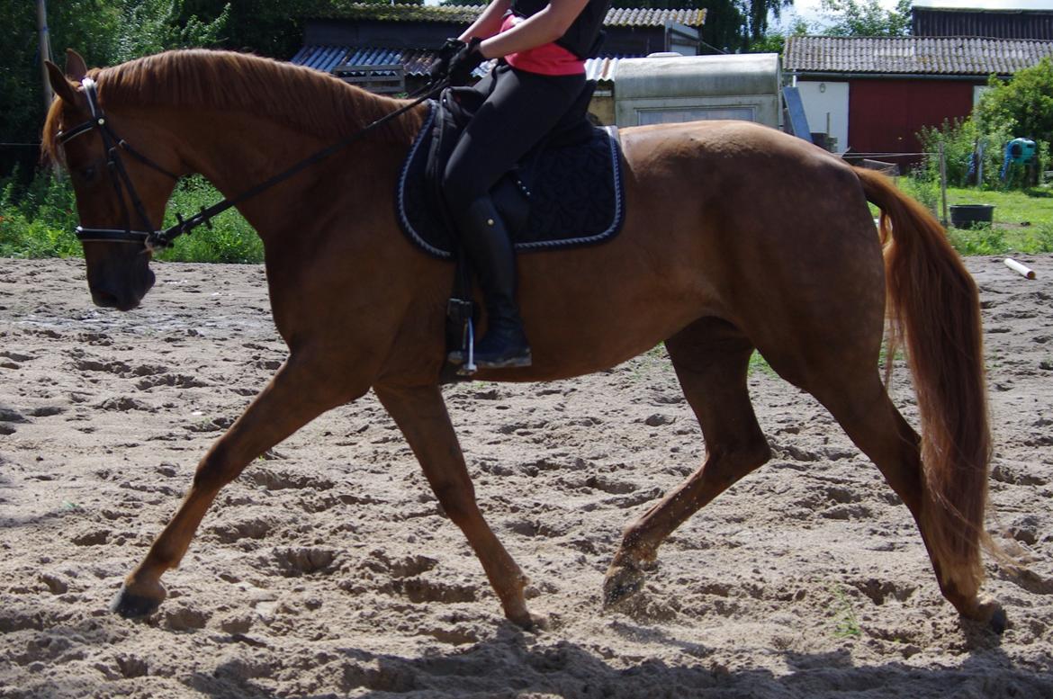 Dansk Varmblod Diana billede 12