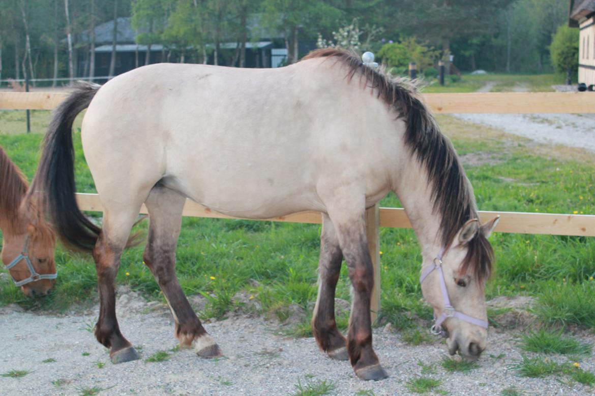 Anden særlig race Babette billede 19