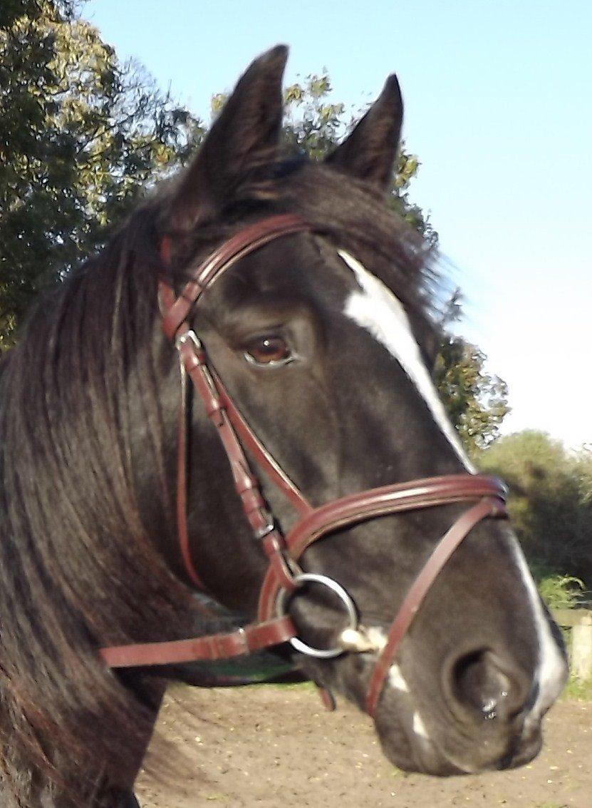 Irish Cob Crossbreed Freja billede 15