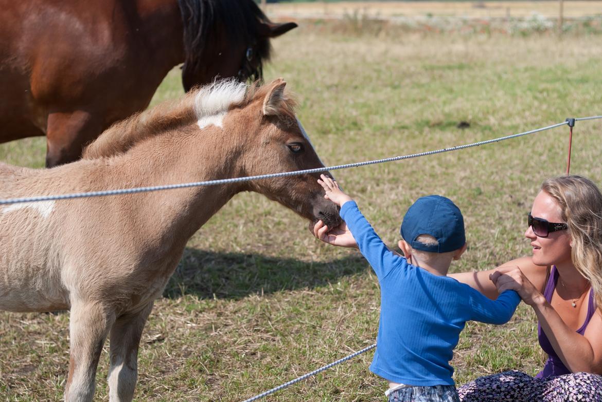 Pinto Baileys af Brovang **BROVANG** SOLGT ! - Så er vi lige på besøg på gården og Baileys skal self nusses <3 billede 15