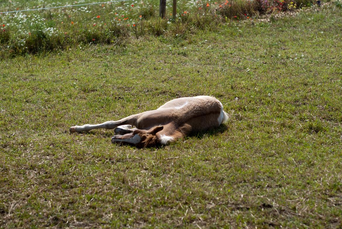 Pinto Baileys af Brovang **BROVANG** SOLGT ! - Trætte Baileys bob ;D billede 16
