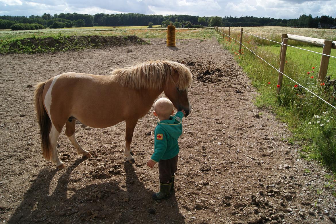 Pinto Doheema Snuske PIN 596 **BROVANG** SOLGT ! - Min søn kan godt lide Snuske (børne pony, jo tak) <3 billede 20